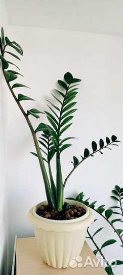 Замиокулькас