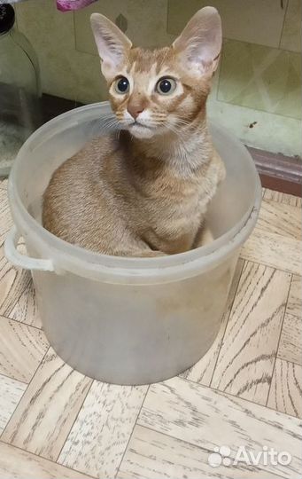 Котенок абиссинский (соррель)