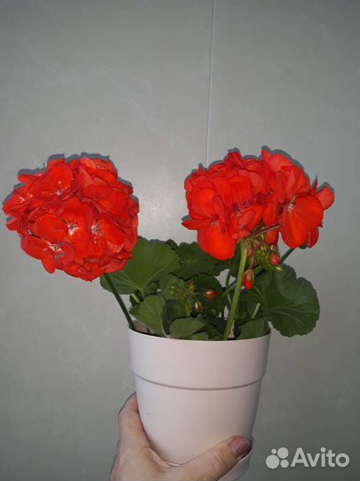 Пеларгония герань сортовая