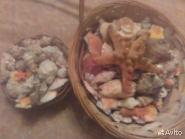 Набор ракушек 3 шт и Огромная ракушка и звезда