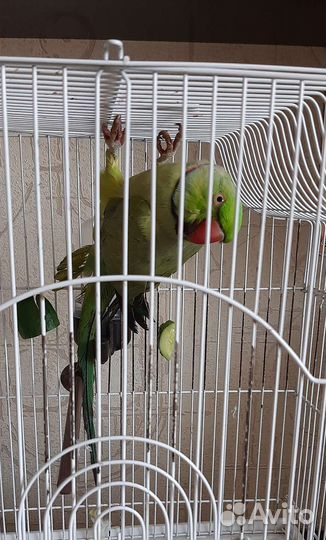 Ожереловый попугай