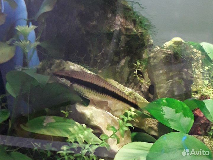 Сиамский водорослеед