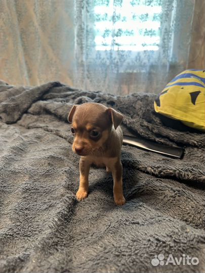 Щенки русский той-терьер