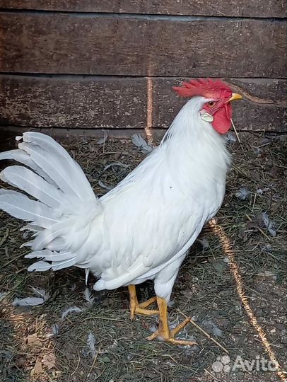 Петушок Легорн