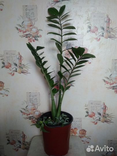 Замиокулькас