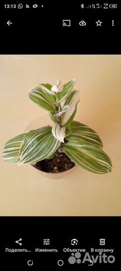 Цветущие фиалки