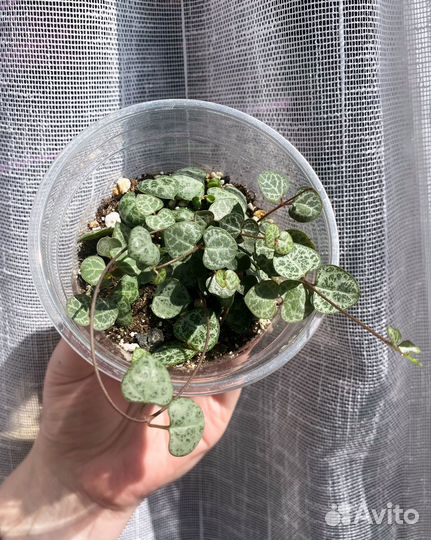 Растения разные #2