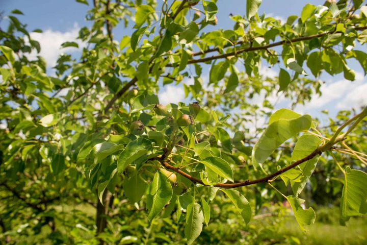 Участок 7,5 сот. (СНТ, ДНП)