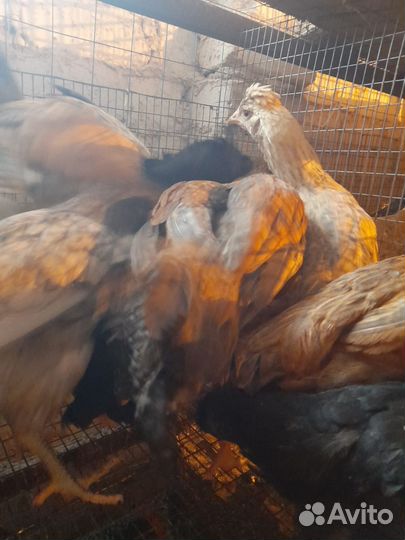Куры несушки