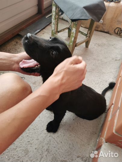 Найдена собака