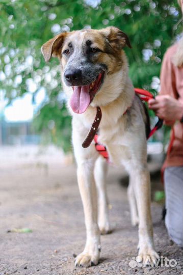 Собака из приюта ищет дом