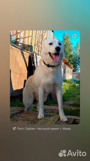 Белоснежная хаски друг