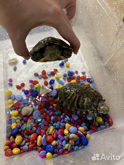 Черепаха красноухая