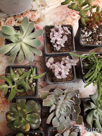 Суккуленты