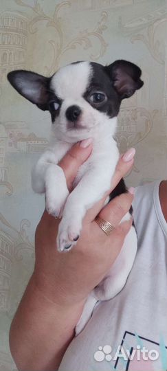 Чихуахуа мальчишки
