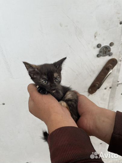 Отдам бесплатно