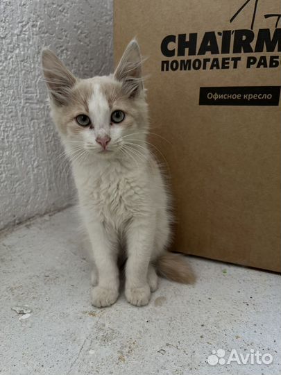 Курильский бобтейл