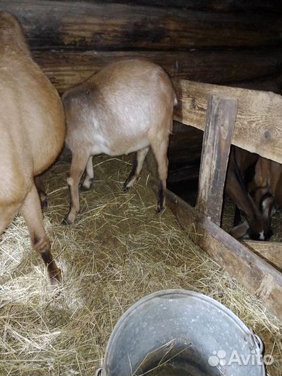 Нубийский козел