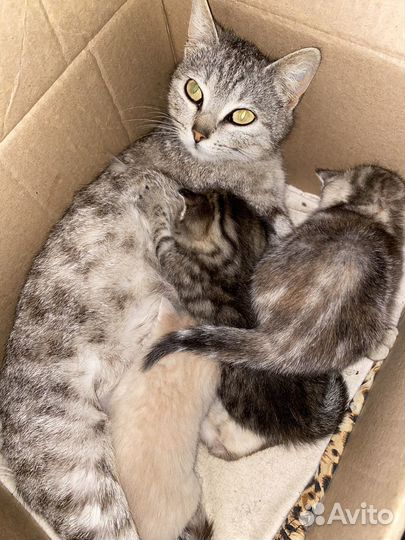 Британские котята