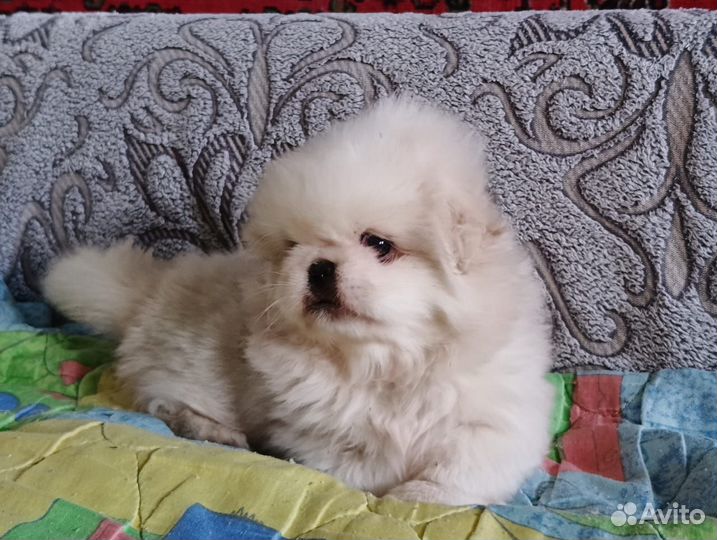 Пекинес