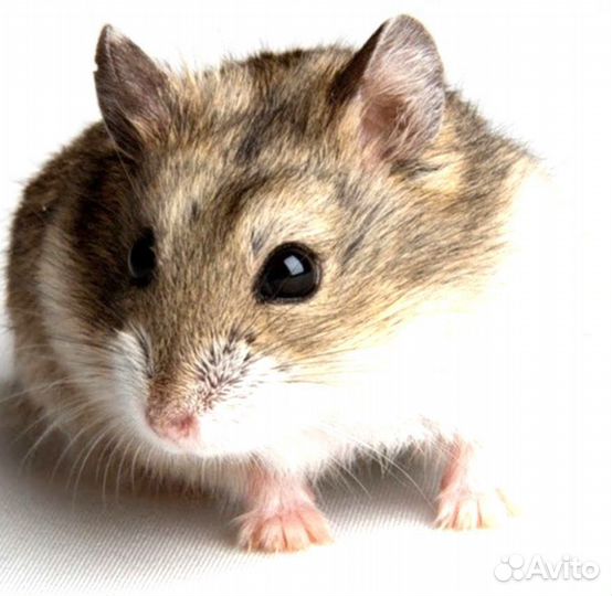 Хомяк Джунгарский обычный