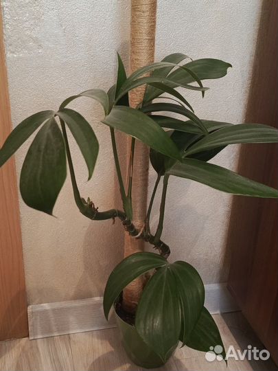 Филодендрон Драгон Стейл