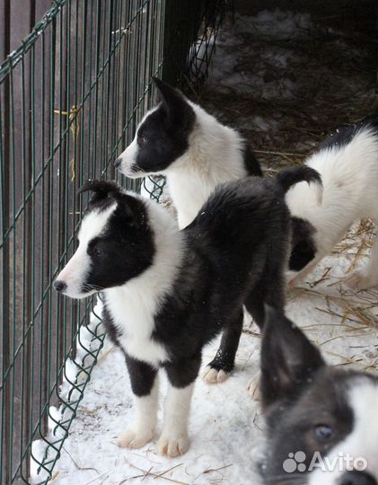 Лайка щенок