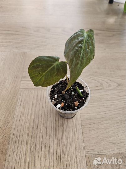 Сциндапсус неон, филодендрон сканденс