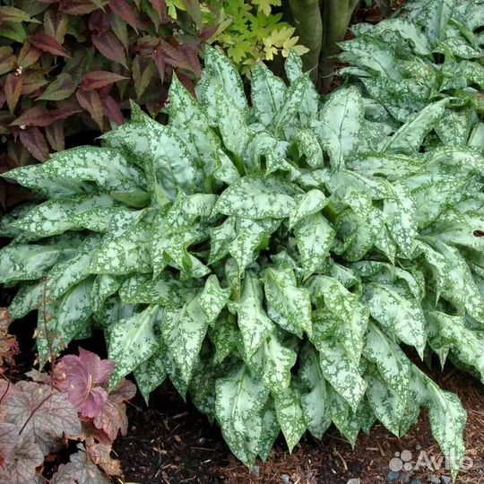 Медуница пятнистая, декоративный многолетник