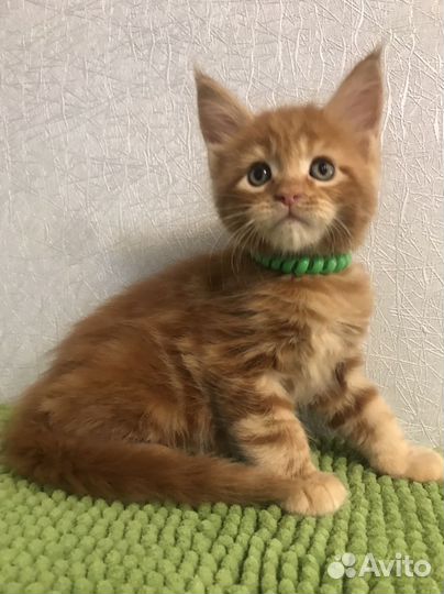 Красные прекрасные коты мейнкуны