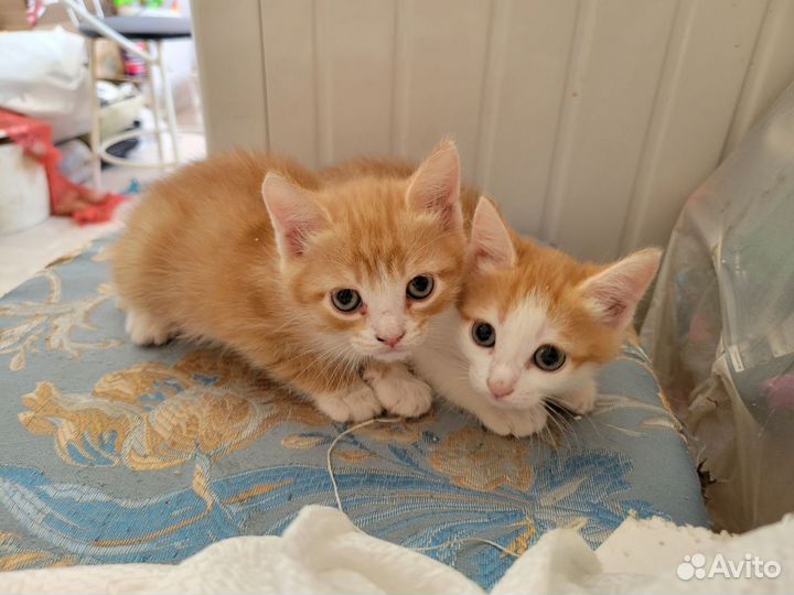 Котята мальчик и девочка