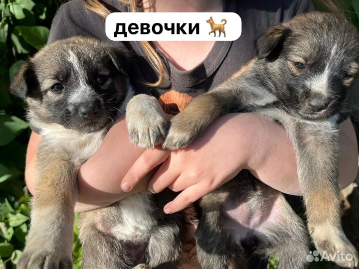 Собака в добрые руки отдам бесплатно