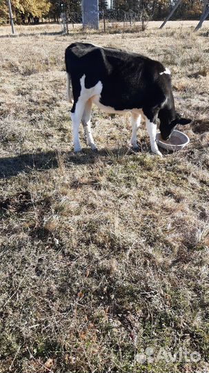 Две телочки