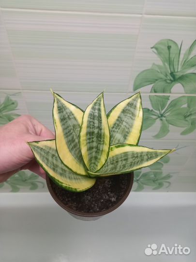 Сансевиерии