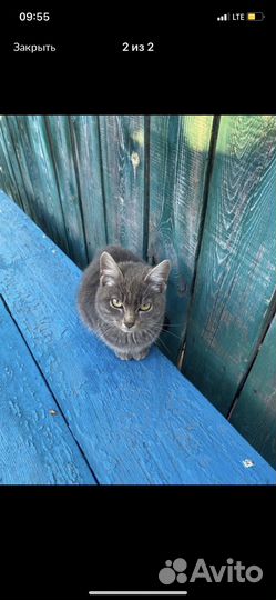Котик бездомный