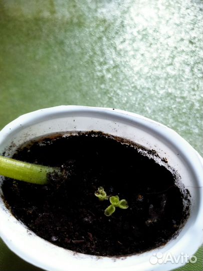 Фиалка Настя