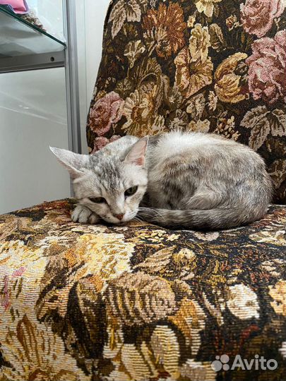 Кошка