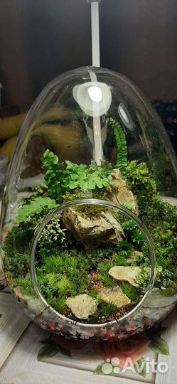 Живой мох. Флорариум из мха. Обучение