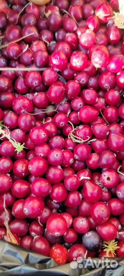 Клюква свежая