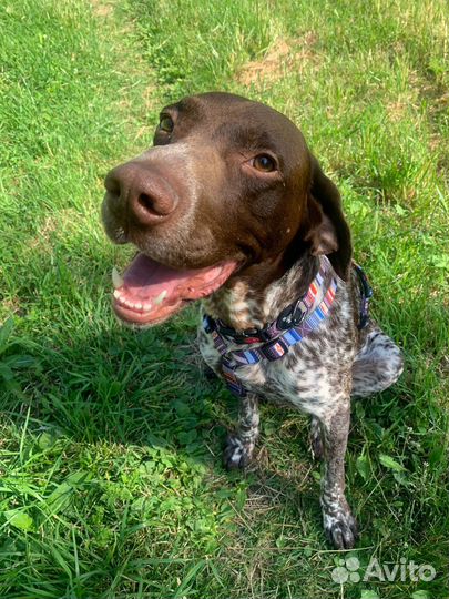 Курцхаар добряк для спокойных прогулок и обнимашек