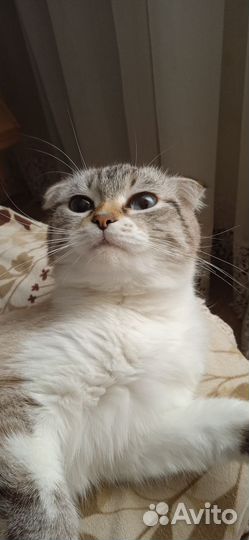 Кошка вислоухая