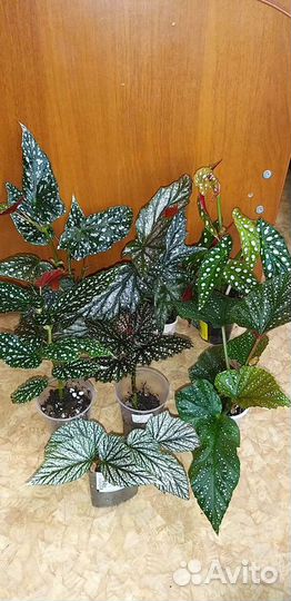 Кейн бегонии