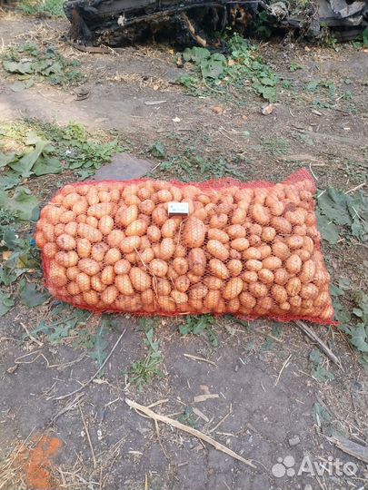 Продам картофель