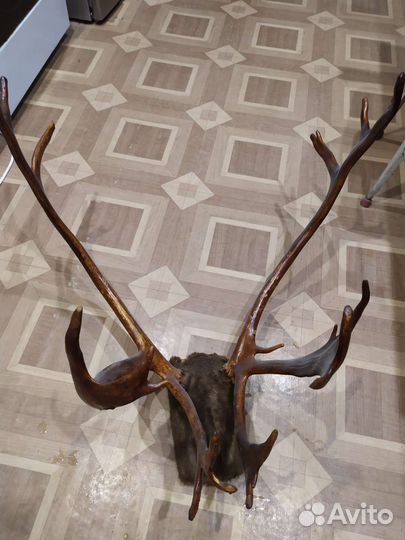 Рога оленя