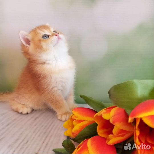 Британские котята золотая шиншилла
