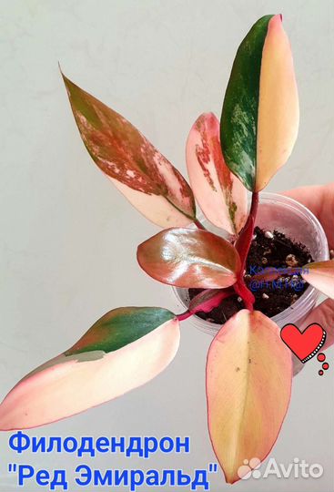 Филодендроны-Фуззи Патиоле,Ред андерсон и Эмиральд