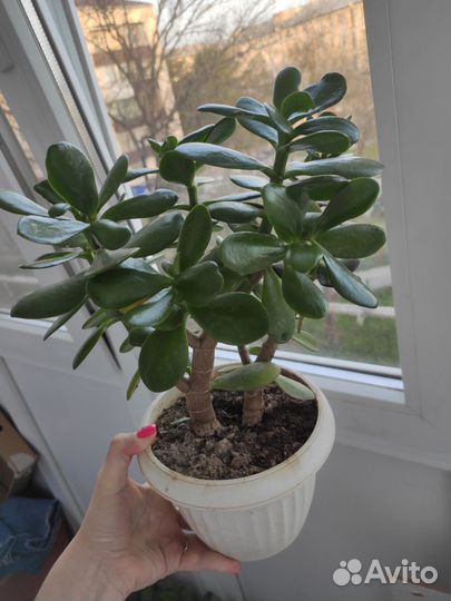 Денежное дерево