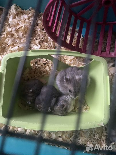 Хомяки джунгарики