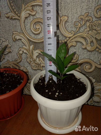 Замиокулькас