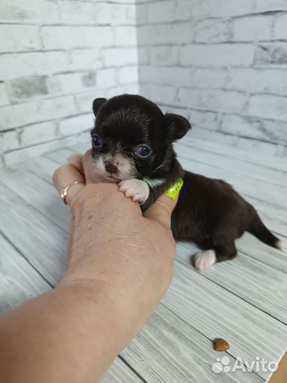 Мини дюймовочка